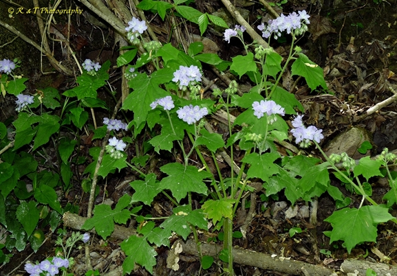 {Hydrophyllum appendiculatum}